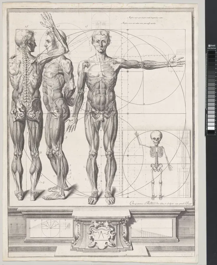 Anatomische Radierung von Crisostomo Martinez, Ende des 17. Jahrhunderts, Muskulatur und Proportionen