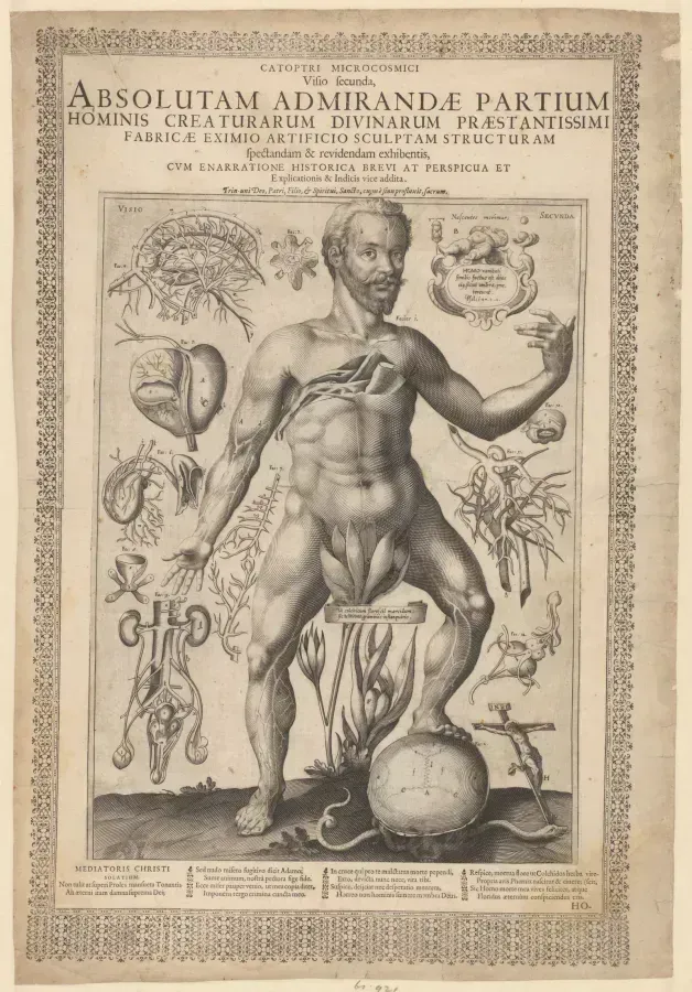 Anatomischer Kupferstich von 1613 mit Herz, Nieren und Gehirn