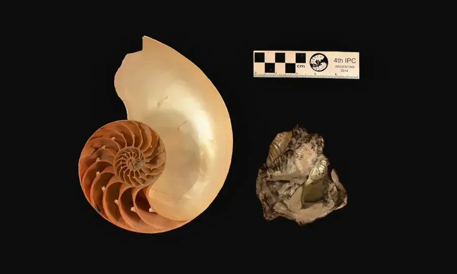 Nacre dans les Bijoux: Iridescence des Profondeurs Océaniques