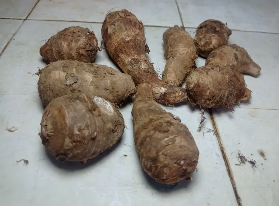 Taro Root, Eddoe or Colocasia Esculenta