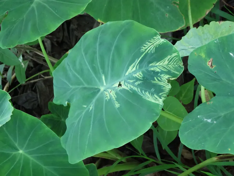 Taro (Colocasia esculenta)- Dasheen mosaic (34338350484)