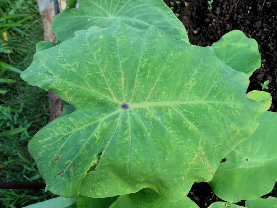Taro (Colocasia esculenta)- Dasheen mosaic - 21110946388