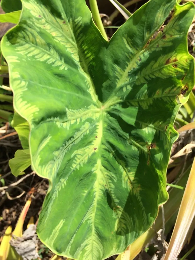 Taro (Colocasia esculenta)- Dasheen mosaic - 15768366520
