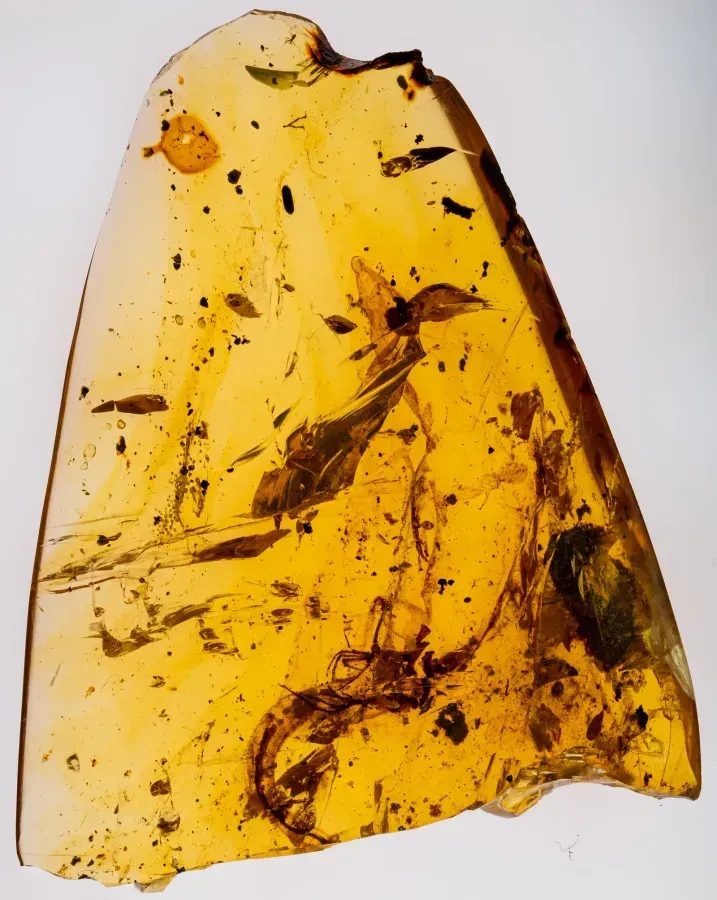 Un morceau d'ambre crétacé transparent couleur miel avec un lézard emprisonné à l'intérieur, spécimen naturel avec inclusion