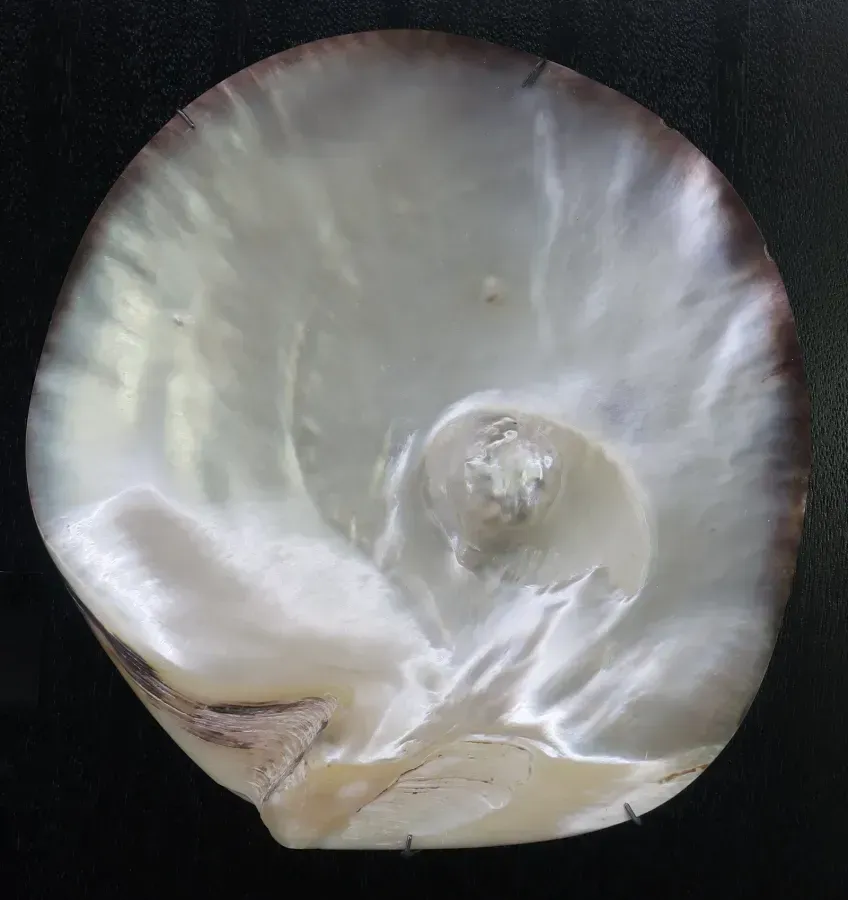 Perla naturale all'interno della conchiglia di un'ostrica dalle labbra nere, sullo strato di madreperla